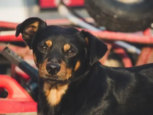 A dog being matched through the WaggleTrack network
