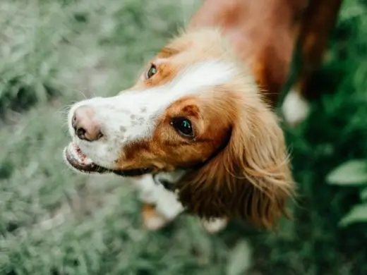 A dog reunited with its owner
