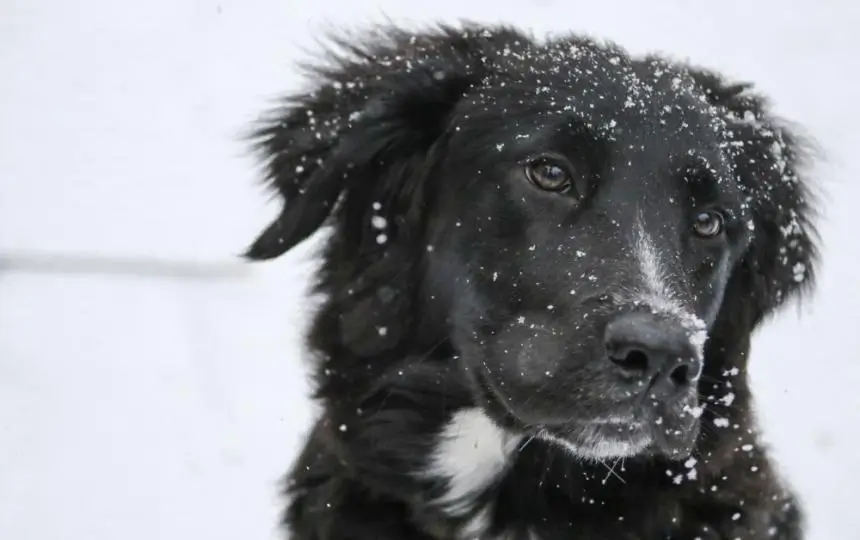 A joyful reunion between a dog and its family