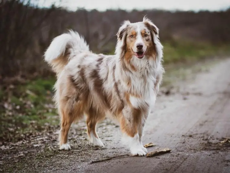A happy dog reunited with its family